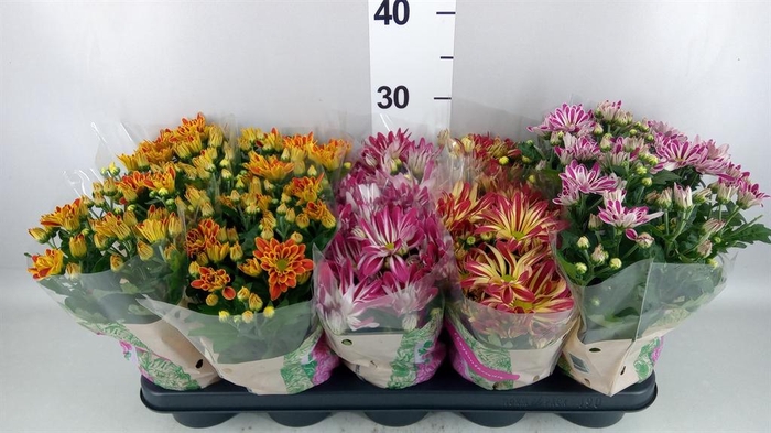 Chrysanthemum   ..GR mix