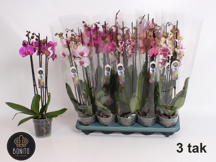 <h4>PHAL GEM 5 KL</h4>