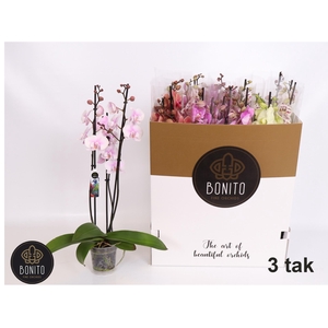 PHAL GEM 7 KL