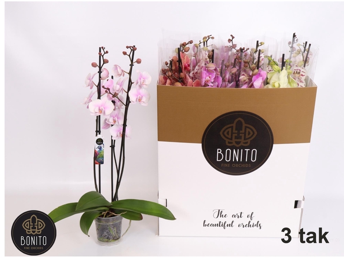<h4>PHAL GEM 7 KL</h4>