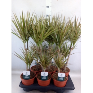 Dracaena marg. 'Bicolor'