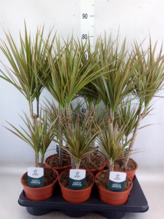 <h4>Dracaena marg. 'Bicolor'</h4>