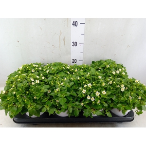 Exacum affine 'White Star'
