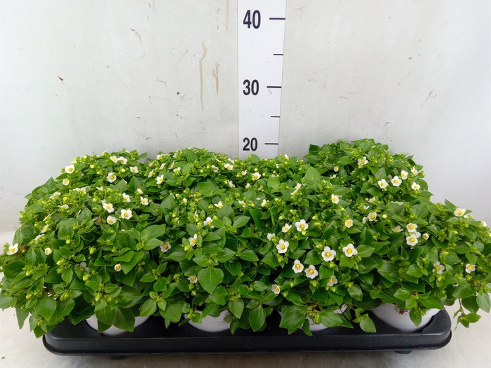 <h4>Exacum affine 'White Star'</h4>