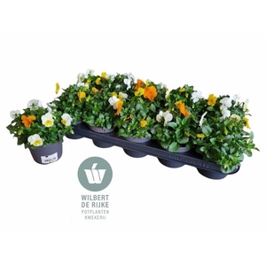 VIO CO EM MM AMSTERD