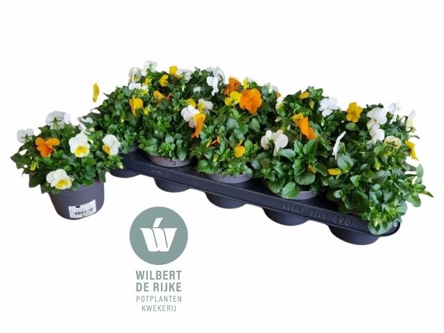 <h4>VIO CO EM MM AMSTERD</h4>