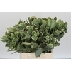 Pittosporum Ilan