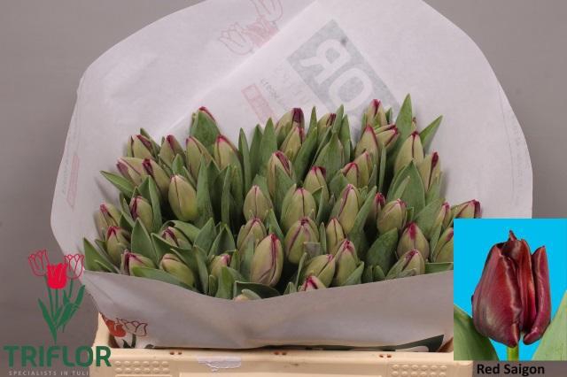 <h4>TU EN RED SAIGON</h4>