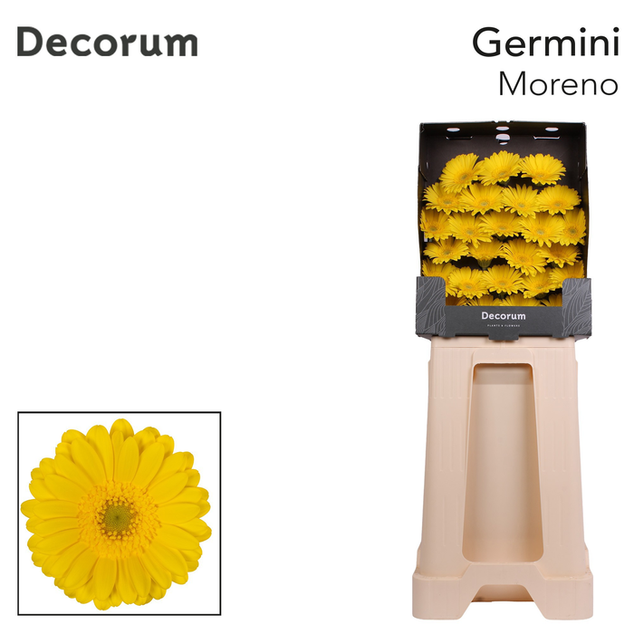 <h4>Germini Moreno Diamond</h4>