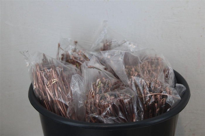 <h4>Dennen Needles Copper P Bag</h4>