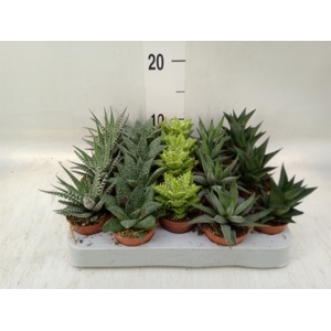 Aloe   ...mix