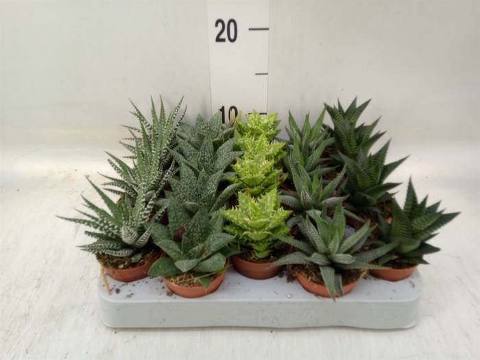 <h4>Aloe   ...mix</h4>