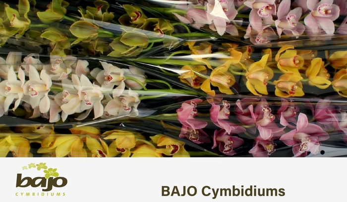 <h4>CYMB T GEM</h4>