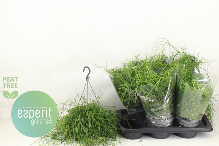 <h4>RHIPSALIS GEM</h4>