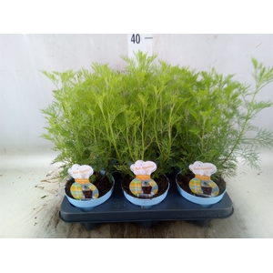 Artemisia abrotanum