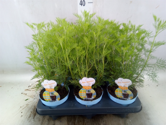 <h4>Artemisia abrotanum</h4>