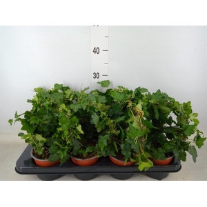 Hedera helix   ..special shapes L%