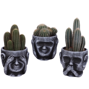 Cactus mix Ø12cm in Ceramic pot Ø15cm