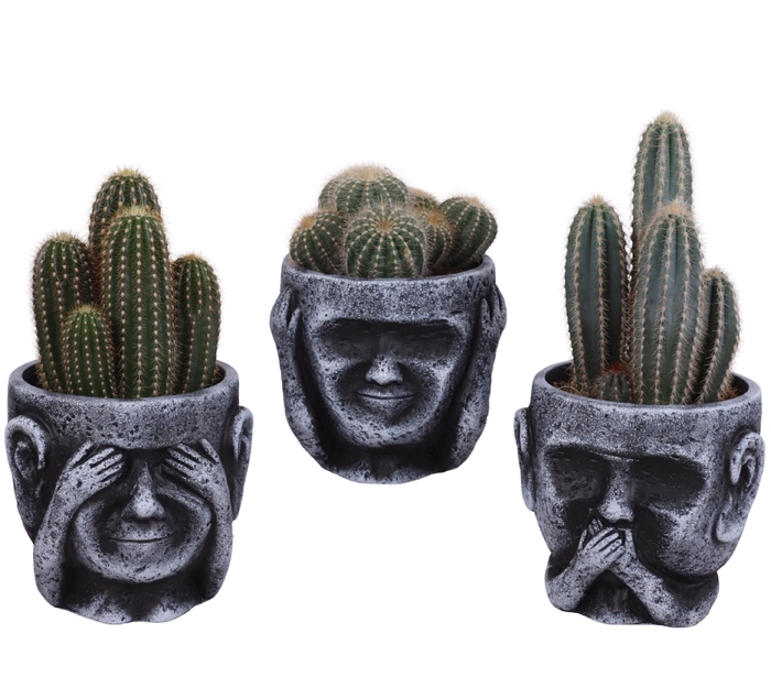 <h4>Cactus mix Ø12cm in Ceramic pot Ø15cm</h4>