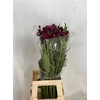 Cirsium Jap Atropurpureu