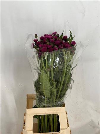Cirsium Jap Atropurpureu