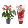 Anthurium Red Bull in Couture Christmas sleeve