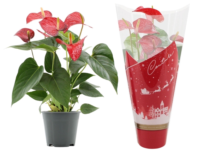 Anthurium Red Bull in Couture Christmas sleeve