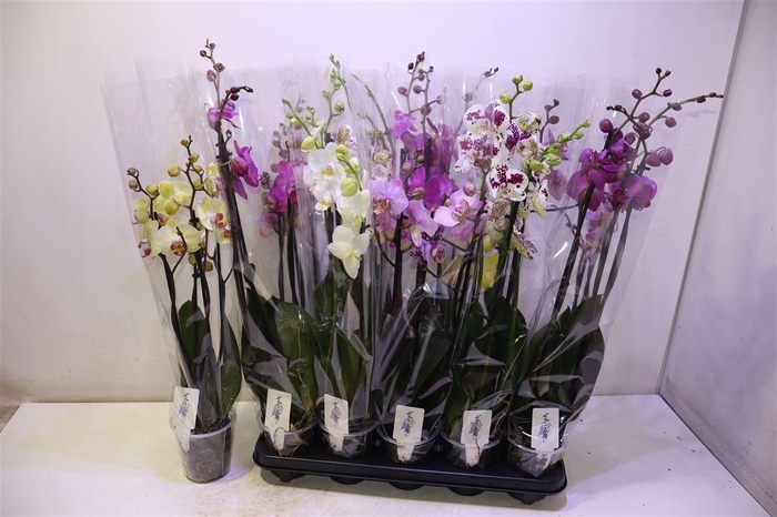 <h4>arr8 Phal Gem 6 Kl</h4>