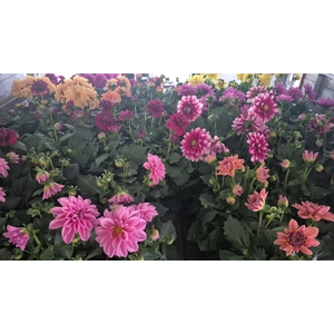 DAHLIA ROYAL GEM