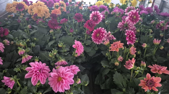 <h4>DAHLIA ROYAL GEM</h4>