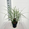 Miscanthus sinensis Red Cloud