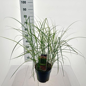 Miscanthus sinensis Red Cloud