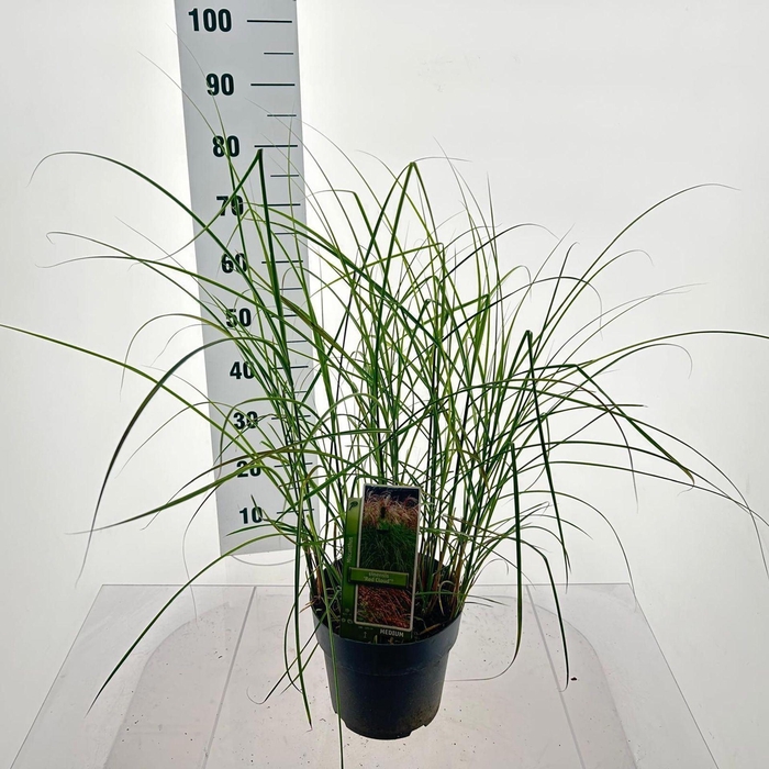 Miscanthus sinensis Red Cloud