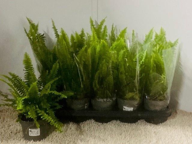 <h4>NEPHR EX GREEN LADY</h4>