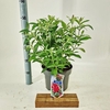 Buddleja Butterfly Candy Little Rub