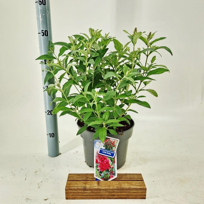 Buddleja Butterfly Candy Little Rub