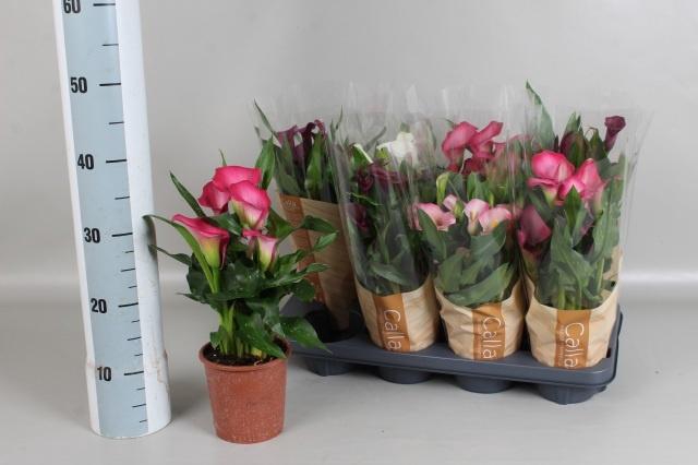 <h4>ZANT GEM 5 KL</h4>