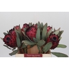 Protea Barbigera Ruby Princess