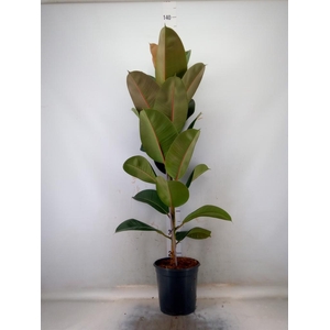 Ficus elastica 'Robusta'