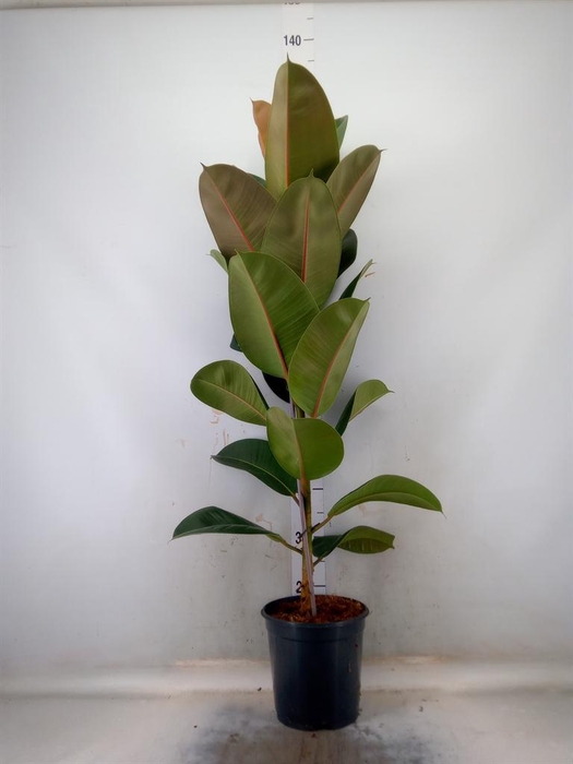 <h4>Ficus elastica 'Robusta'</h4>