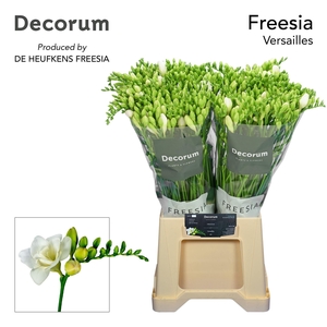Freesia du Versailles