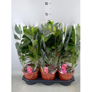 Lilium ori.  'After Eight'