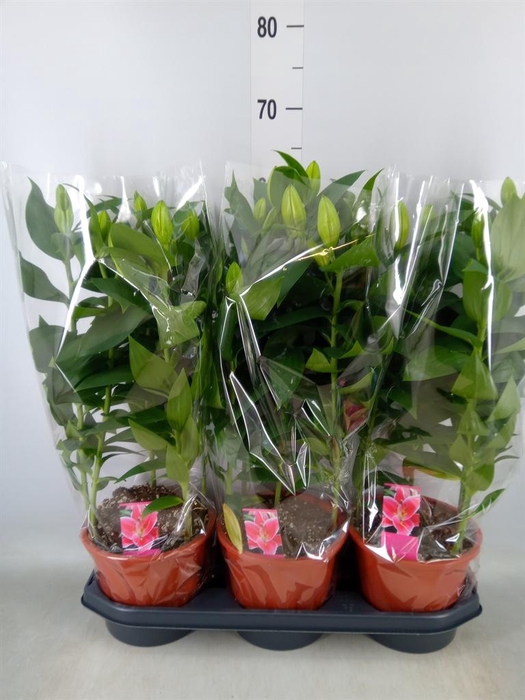 <h4>Lilium ori. 'After Eight'</h4>