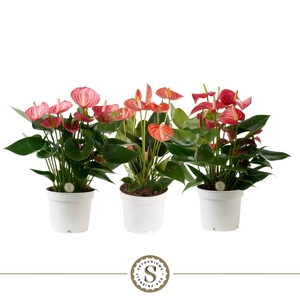 Anthurium Livium Special Mix