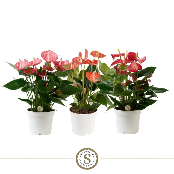 <h4>Anthurium Livium Special Mix</h4>