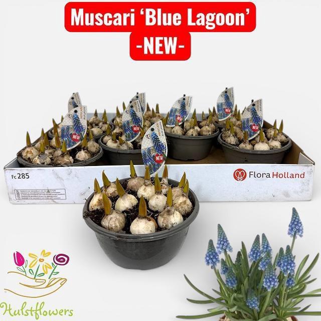 <h4>MUSCAR BLUE LAGOON</h4>