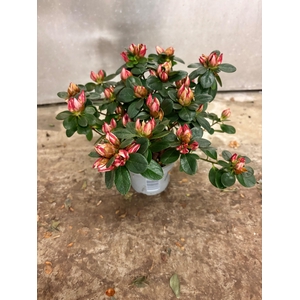 RHODO SI HELLMUT VOG