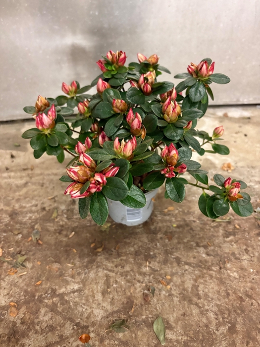 <h4>RHODO SI HELLMUT VOG</h4>