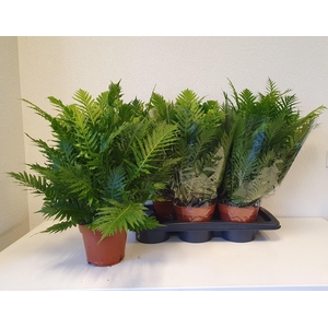Blechnum Silver Lady