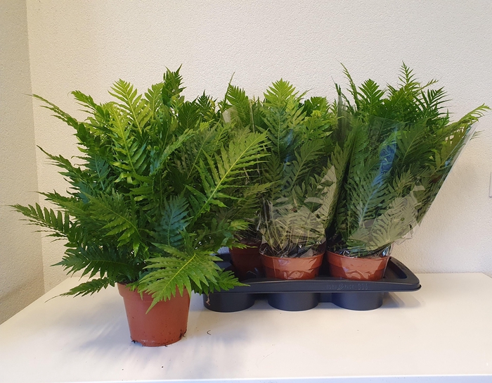 <h4>Blechnum Silver Lady</h4>
